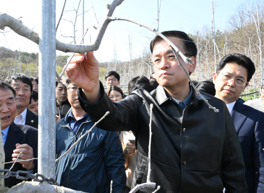최상목 부총리 겸 기획재정부 장관이 1일 대구시 군위군 사과 생산단지에서 사과나무를 살펴보고 있다. [기획재정부 제공]